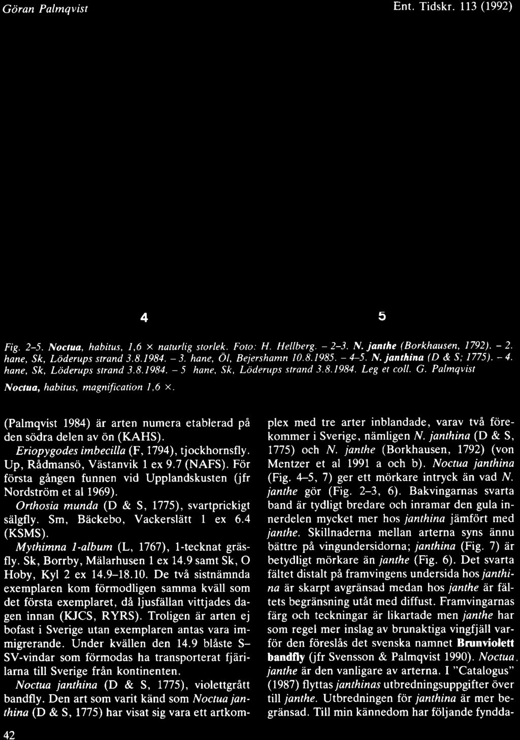 Gdran Palmqvist Ent. Tidskr. ll3 (99) 45 Fig. -5. Noctua, habitus,,6 x naturlig storlek. Foto: H. Hellberg. - -3. N. janrhe (Borkhausen, 79). -. hane, Sk, Ldderups strand.984. - 3.