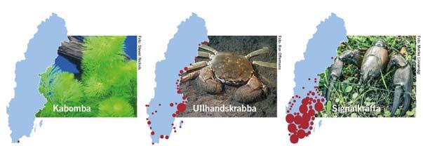 37 arter på unionsförteckningen 6 av dem finns i svensk natur Genomförande av EU förordning om invasiva främmande arter Genomförandeprojekt för att i Sverige införa lämpliga föreskrifter, rutiner,