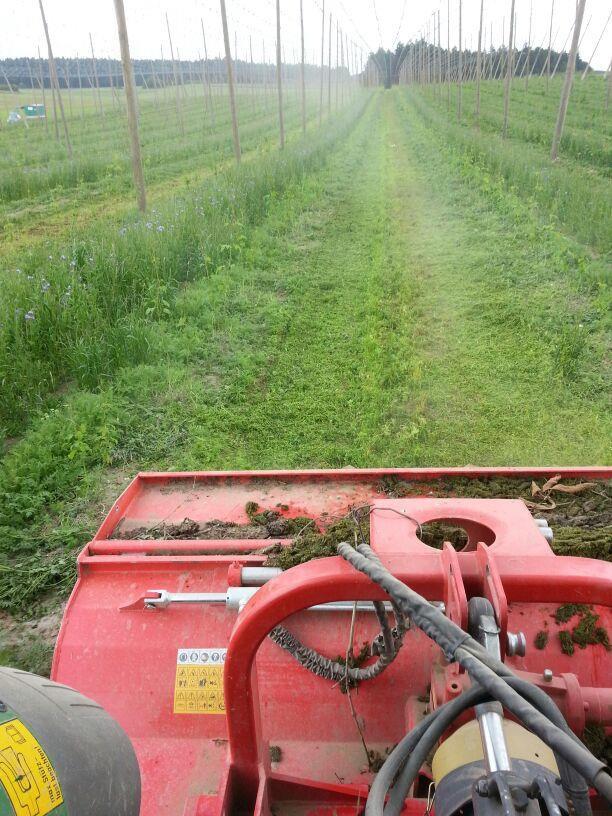 Sommar Avbladning av nedre humleskott Hopfenabblättern Ta bort bladlusangripna skottspetsar ( barnahuvuden ) Köpfe nachdrehen 3:e gödselsgiva (mitt i juni, 26 kg kväve per ha) III Düngergabe (Mitte