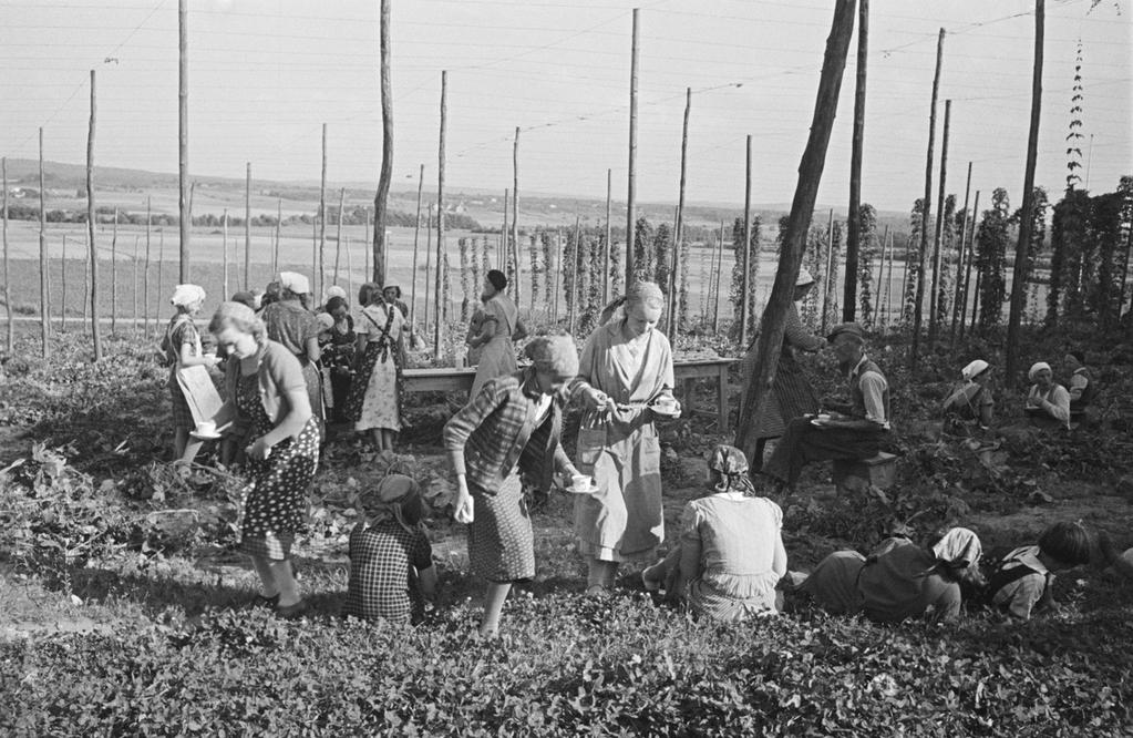 Skörd Hops harvest in Skåne,