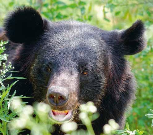 Det berättar vår björnexpert Victor Watkins om de två björnungar, som i februari fördes till björnreservatet i Rumänien. De hade hittats ensamma i skogen, bara fyra veckor gamla.