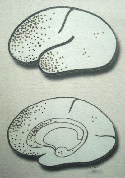 Nucleus accumbens förbindelser och några funktioner: impulsivity [140], risk-taking behaviors [141], feeding behavior [127] (in animals [142,143,144,145,146,147] and humans [148]), sexual motivation