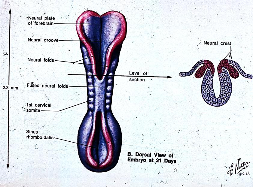 Grovmorfologisk utveckling 212 Centrala nervsystemet graviditetsdag 21 Neuralröret Störning av slutningen efterlämnar myelomeningocele, spina bifida o dyl.