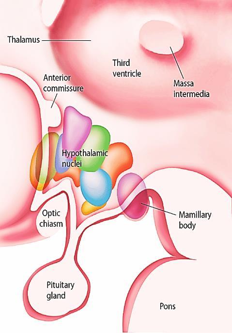 Hypothalamus anatomy Oxytocin is synthesized in the hypothalamic neurons (PVN) and the supraoptic nuclei (SON) and is then transported to and secreted by the posterior pituitary.