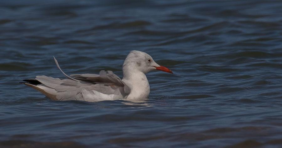 50 Större strandpipare Charadrius hiaticula tundrae 10 Oued Loukos 15.9, 2 Lac Sidi Boughaba NP 14.9 och Allmän Merdja Zerga NP 16.9 51 Mindre strandpipare Charadrius dubius 20 Oued Loukos 15.