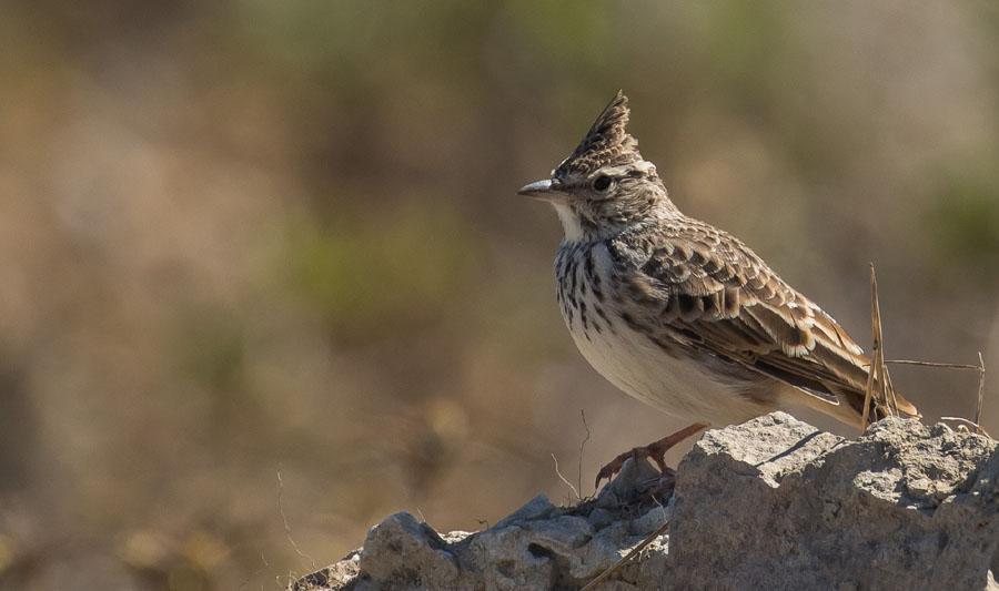 9 Den afrikanska rasen av skata Foto: Inge Fransson 108 Alpkråka Pyrrhocorax pyrrhocorax 20 Bouachem Forest NP 19.9 109 Kaja Coloeus monedula Allmän Volubilis 20.9. Observerad 7 dagar totalt 110 Korp Corvus corax 2 längs vägen 16.