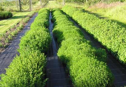 27 ÖRTAGÅRD HERB GARDEN 27 LyngaÖrt Odlingen av örter med utsikt till ett öppet hav, där solen sänker sig bakom horisonten. Besök vår fina ekologiska ört- och äppelodling nära havet.