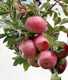 Privatpersoner kan också lämna in sin egen frukt för pressning till must. Café and cider mill located in a 10,000 square meter orchard with 250 apple trees.