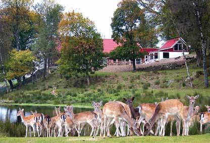 RESTAURANG & GÅRDSBUTIK RESTAURANT & FARM SHOP 54 Med stort personligt engagemang och passion för det vi gör, ger vi våra gäster en helhetsupplevelse av djur, natur och mat av hjort och vilt.