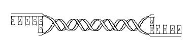 Fråga 24: En gen, Mon, har skickats till dig. Genen har sticky ends där 5 ändan har ett GATC överhäng och 3 ändan ett TTAA överhäng. Du har blivit ombedd att ligera in genen i plasmiden pbmn-z.