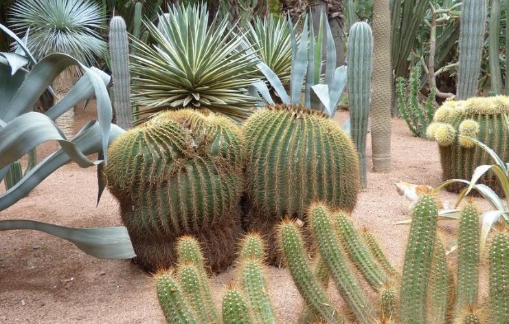 Tid att besöka Yves Saint Laurent muséet som ligger i anslutning till Jardin Majorelle för den som vill. Här ligger också ett par caféer som har lättare lunch för den som vill.