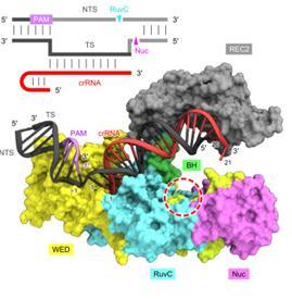 Figur 6. 3D-struktur för Cpf1 bundet till crrna. För att ge en enklare överblick visas ej REC1- och PIdomänerna. REC- och NUC-loberna binds samman av en helixbrygga (grönt).