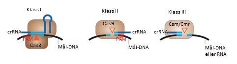 Figur 4. Interaktionen mellan endonukleaset och målsekvensen. I system av klass I klyvs målsekvensen (svart) av Cas3, i klass II av Cas9 och i klass III av Csm/Cmr.