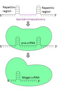 Figur 5. Bearbetning av pre-crrna. Överst visas pre-crrna med de repetitiva regionerna markerade i svart och igenkänningssekvensen i lila.