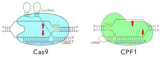 Figur 5. Klyvningsmönstret hos Cas9 och Cpf1. Endonukleasen styrs till målsekvensen av crrna (rött) genom basparning med igenkänningssekvensen (lila).