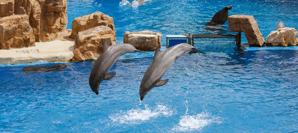 Sea World en-dagsbiljett Tillbringa en hel dag i en värld av marint liv i Orlandos berömda park SeaWorld.