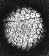 HPV: Ett DNA virus med 2 kapsid proteiner (L1 + L2)