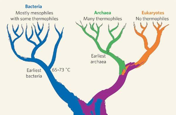 Lösning 67: Övergången från prokaryoter till eukaryoter är osannolik Organismers indelning på cellnivå: Prokaryoter Saknar cellkärna Bakterier och arkéer De