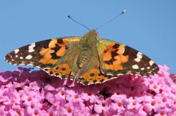 PAPILI-NOMBRADO Kardopapilio donas esperon Ju malpli da papilioj en via ĝardeno, des malpli bona estas la medio en via ĉirkaŭaĵo.