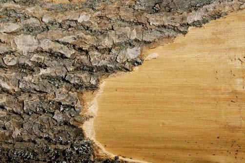 FÄRG & SKYDD FÖR INOMHUSBRUK HÅRDVAXOLJA EFFEKT Designad speciellt för ljusare träslag bevarar träets naturliga utseende!