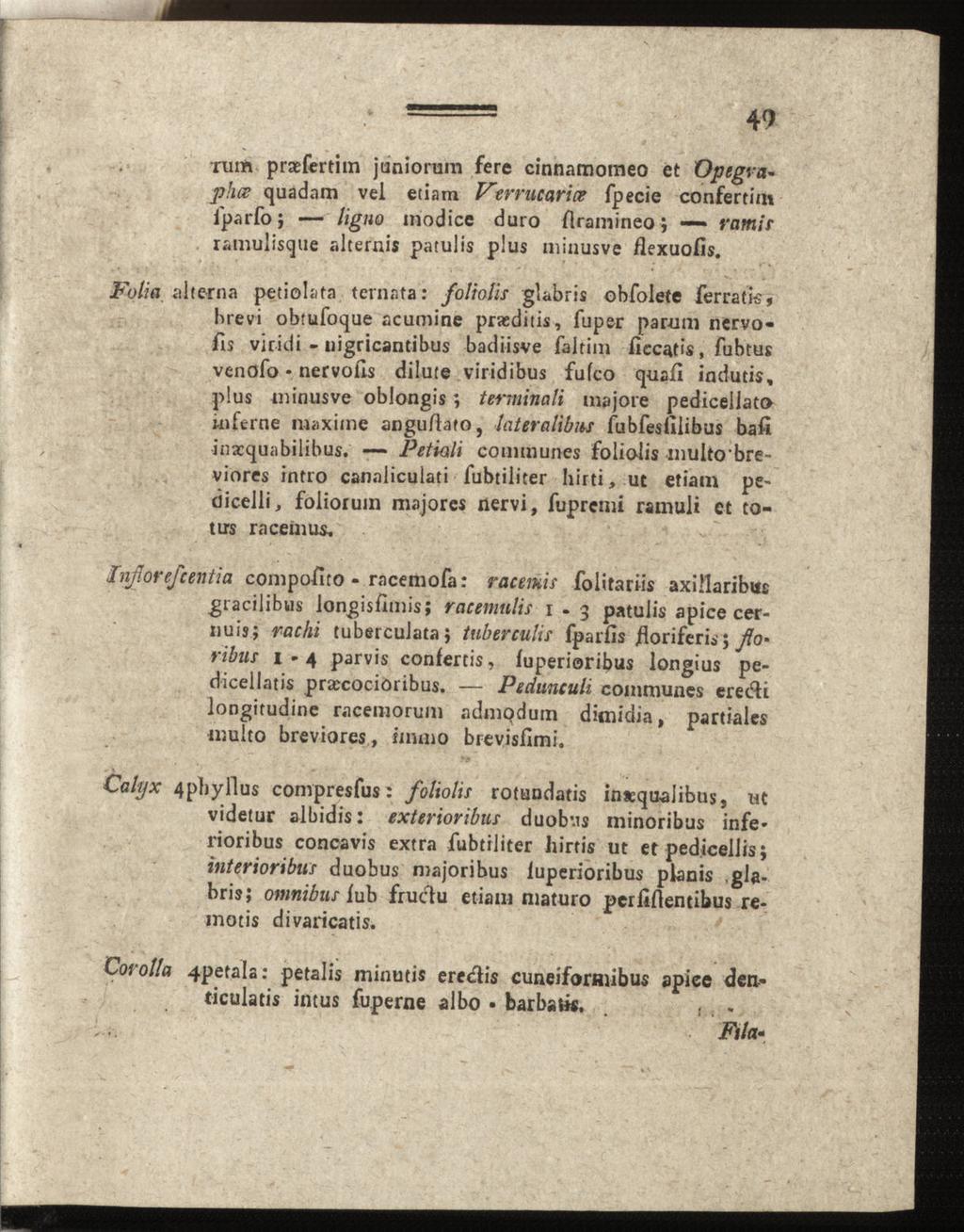 Folia alt erna rum praefertim juniorum fere cinnamomeo et Üpegvaphce quadam vel etiam Verrucarict fpecie confertiut iparfoj ligno modice duro flramineo; ramir ramulisque alternis patulis plus