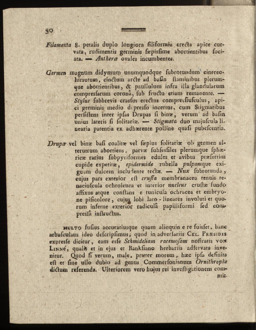 5 Filamente* 8«petalis duplo longiora filiform?«erefta apice curvata, rudimentis germinis fsepisfime abortientibus fociata.» Antherce ovales incuinbentes.