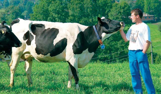 Djursignaler Rörelse: kor ska röra sig obesvärat och med minimal stress. Obalanserad gång eller krökt rygg kan indikera hälta eller matsmältningsproblem.