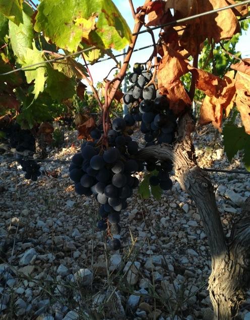 Vingård i Šibenik Dalmatiens kust, 50 km från Split Förvärvat 100% för 9 mkr Utsökt ekologisk vinodling på 50 hektar som ger ökande skörd Främst röda viner från