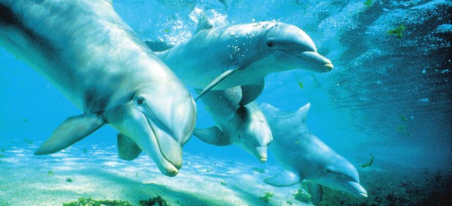 FOTO: GREAT SHOTS Delfiner, ett vattenfall, en sommaräng Inre, positiva bilder kan skapa ro och flytta fokus från tinnitus.