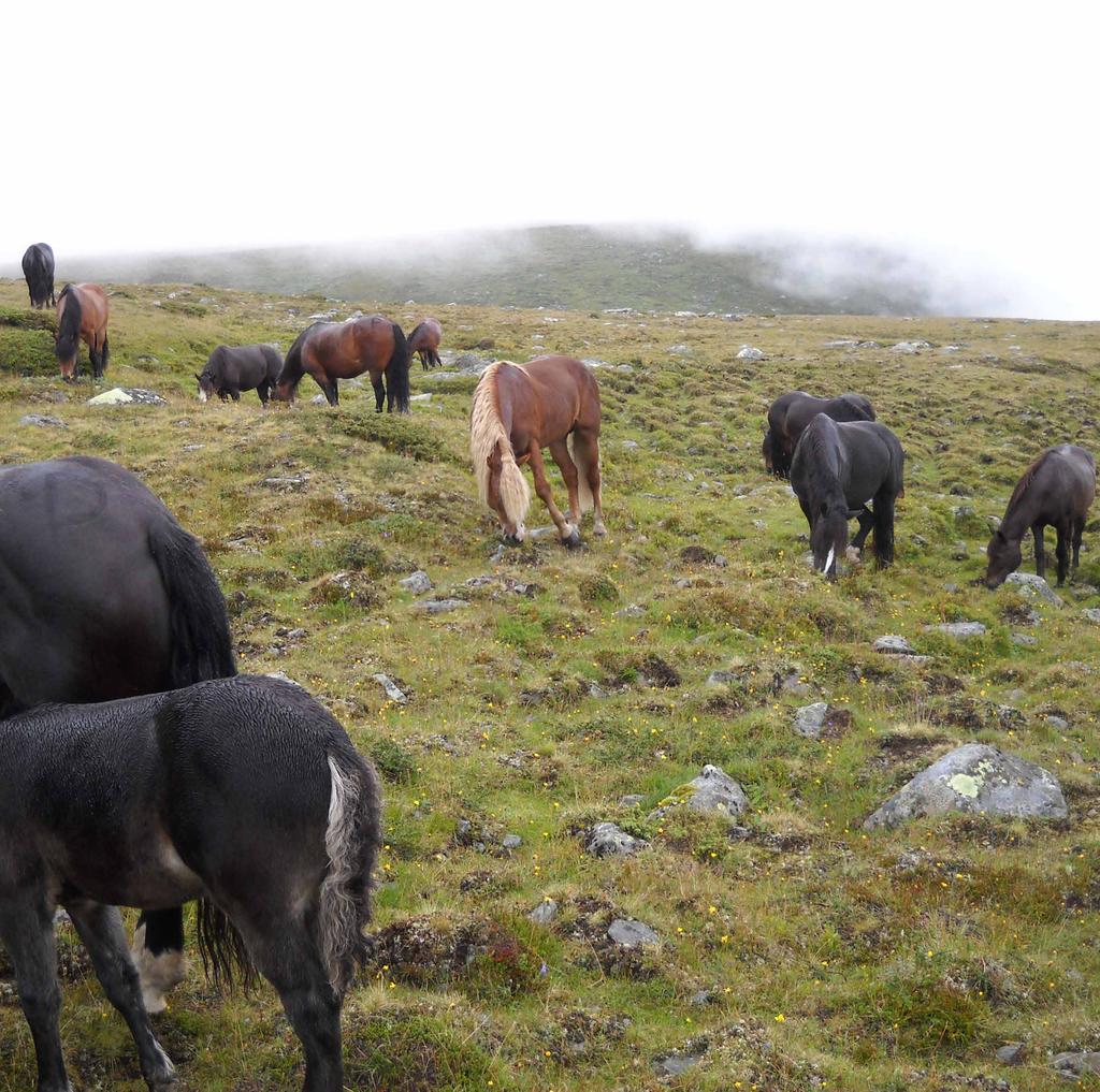 Naturbetesmarker en resurs i vår hästhållning