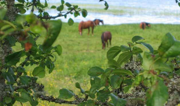 Varför är hästar lämpliga betesdjur på naturbetesmarker?