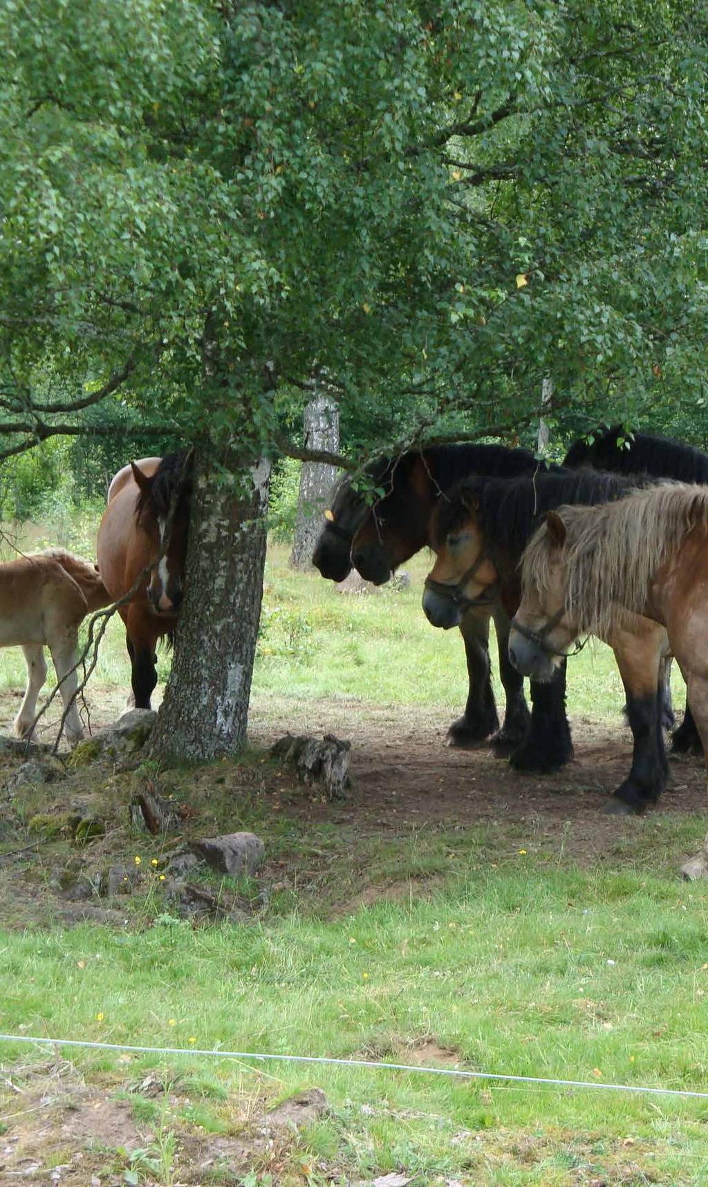 Man brukar räkna med att ett hektar högavkastande naturbetesmark i början av säsongen räcker som bete till mellan en och tre normalstora hästar, medan det på magrare marker krävs 1,5 ha för samma