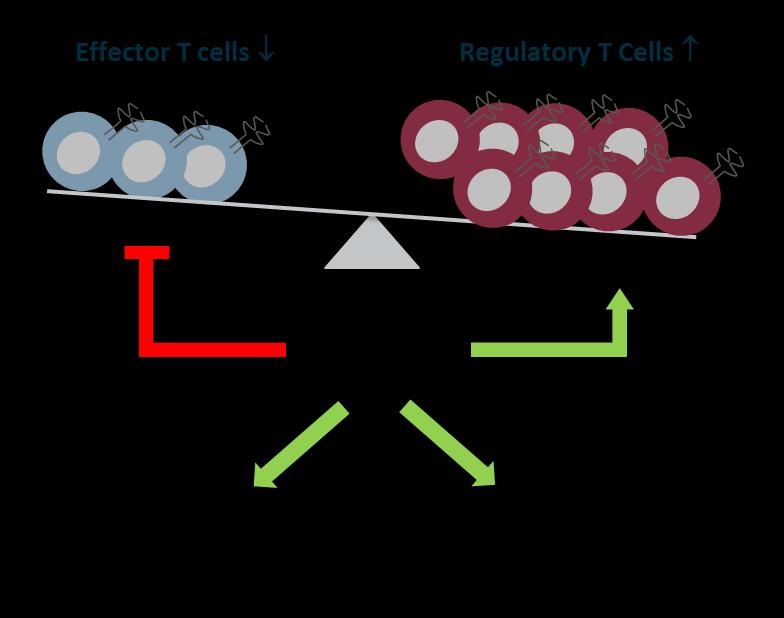 Fc fusion och immunreglering Initiala prekliniska data ger vetenskaplig rational för att undersöka rfviiifc vid ITI 1 Fc-kopplade antigen har satts i samband med reglering av immunresponser och