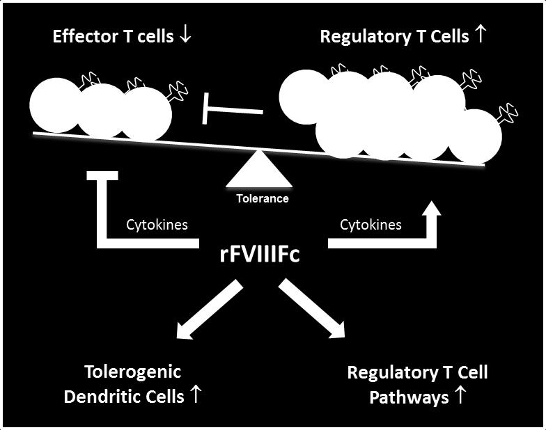 rfviiifc tycks inducera tolerans mot rfviii och reglerar upp viktiga toleransrelaterade proteiner och cytokiner i möss med hemofili A Arbetsmodell för föreslagen mekanism för hur rfviiifc inducerar