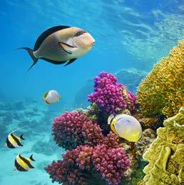 all inclusive 1079 1098 Riverside Garden Resort **** 7 dni, 498 549 Hotel Sempati ***