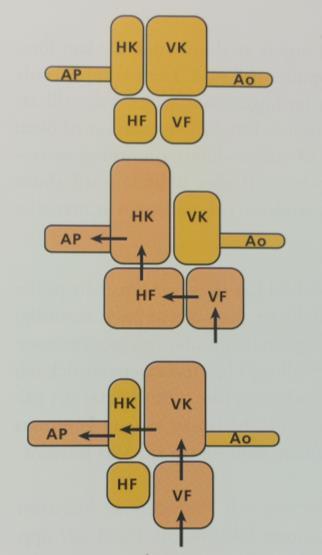 dilatation av vänster kammare och