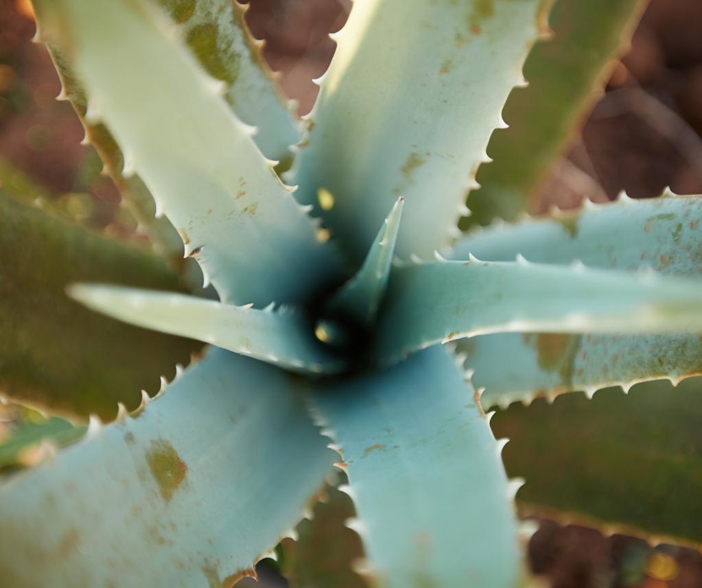 3. Brett sortiment Forever har ett brett sortiment med Aloe vera eftersom vi erbjuder många produkter med Aloe vera vi kontinuerligt utvecklar nya produkter med Aloe vera Aloe vera