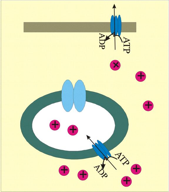 Excitation-kontraktions koppling-sr SR innehåller en ATP beroende Ca 2+