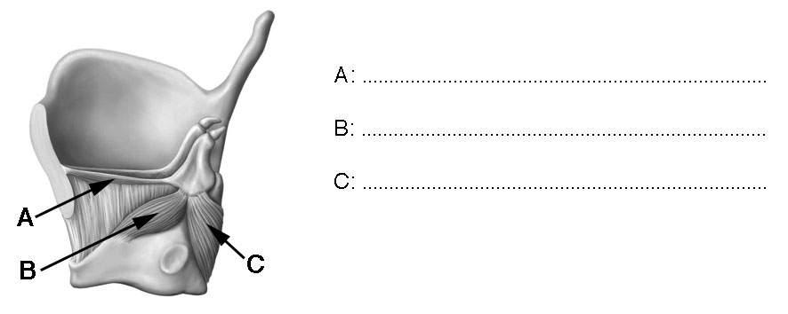 LARYNX: a) Vid en operation av Gl.