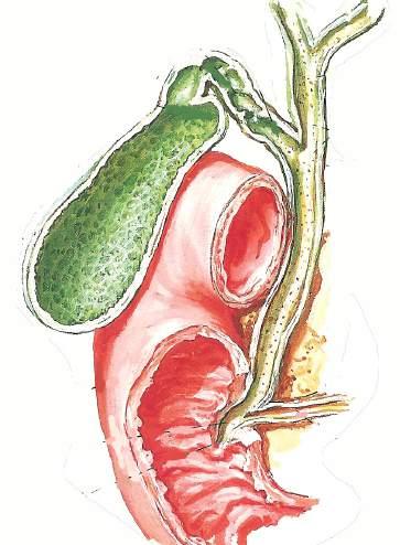 circumferentia färre och mindre Likhet: TUNNTARM: Redogör för fyra anatomiska