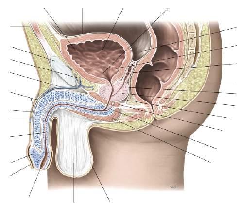 b) Ductus deferens c) Ductus ejaculatorius Tunica GENITALIER MAN: Scarpas och Campers fasciae har ett gemensamt namn i scrotum.