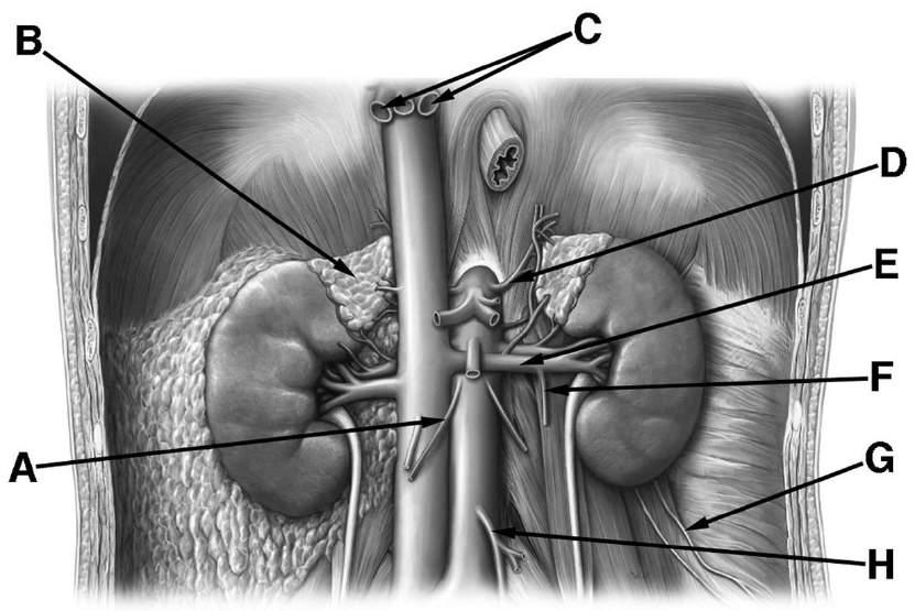 BILD: Ange de latinska namnen på strukturerna som markerats med A-H i bilden nedan. (100212ORD, 4p) A: A. testicularis dx./a. ovarica dx./a gonadalis dx. B: Gl.