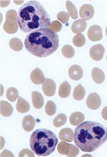 Del 3 11. Specifik/förvärvad/adaptiv immunitet har fyra karakteristiska egenskaper, som medieras av lymfocyter. Beskriv de fyra egenskaperna och förklara hur de uppstår! 12.