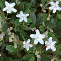 2-12025 I-II (III) Halvskugga-skugga 10 cm Leptinella dioica, grönkotula Ormbunksliknande blad med frisk grön