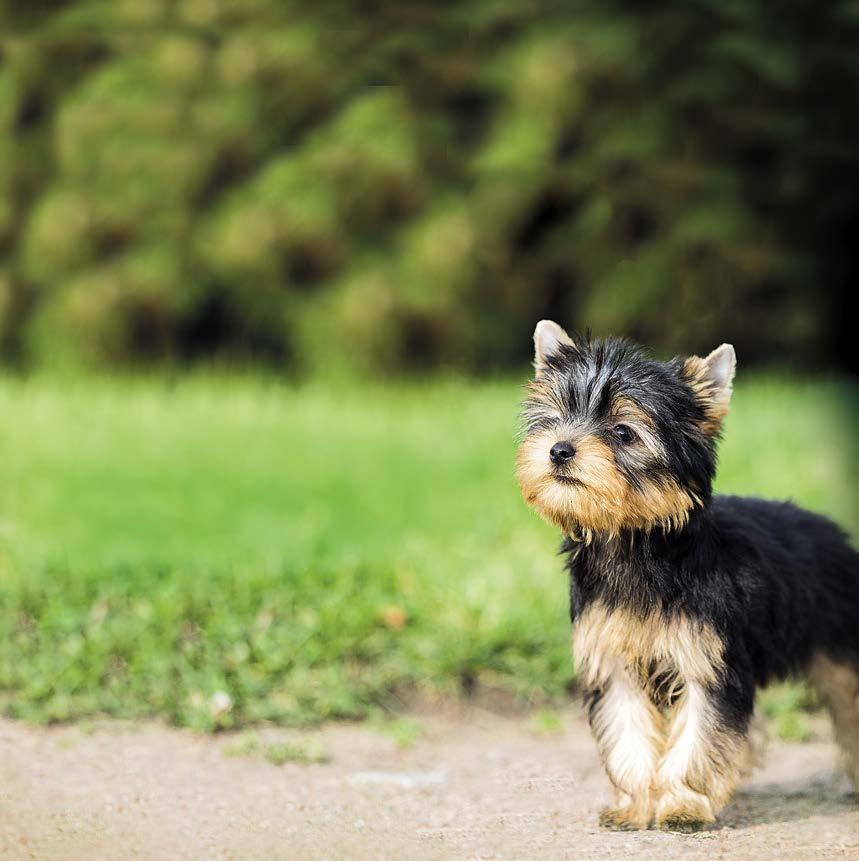 PUPPY HYPOALLERGENISKT FODER FÖR VALPAR AV MYCKET SMÅ RASER (4 VECKOR 10 MÅNADER) PASSAR ÄVEN DRÄKTIGA/ DIGIVANDE TIKAR FODER FÖR VALPAR AV MYCKET SMÅ RASER (4 VECKOR TILL 10 MÅNADER) PASSAR ÄVEN