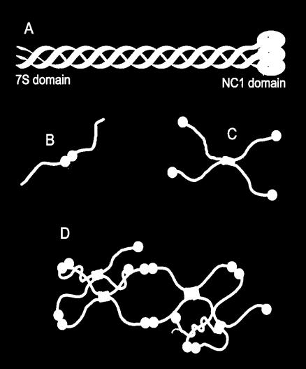 Den glomerulära kärlväggen - typ IV-kollagen 6