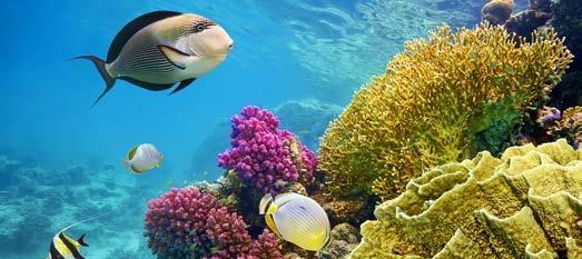 Hurgada od 569 Grand Seas Hostmark **** 7 dni, all inclusive od 569 od 585 Hotel AMC Royal ***** 7 dni, all inclusive od 569 od 629 Hotel Sentido Mamlouk Palace ***** 7 dni, all inclusive od 749 od