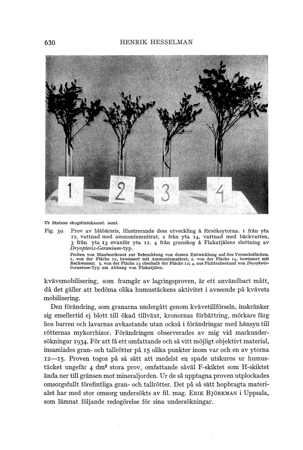 630 HENRIK HESSELMAN Ur Statens skogsförsöksanst. saml. Fig. 39- Prov av blåbärsris, illustrerande dess utveckling å försöksytorna.