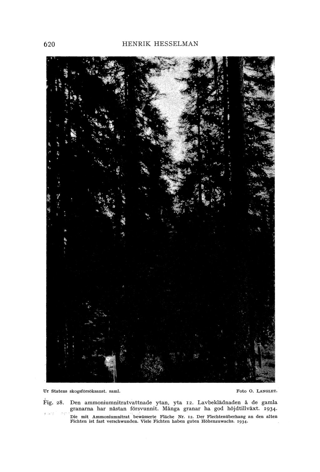 620 HENRIK HESSELMAN U"r statens skogsförsöksanst. sam!. Foto o. LANGLET. Fig. 28. Den ammoniumnitratvattnade ytan, yta 12. Lavbeklädnaden å de gamla granarna har nästan försvunnit.