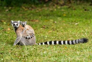 Av världens åtta arter av baobabträd så växer sex endast i Madagaskar. Anledningen till varför vi gör denna utflykt tidigt på morgonen är att Reniala är känt för sitt rika fågelliv.